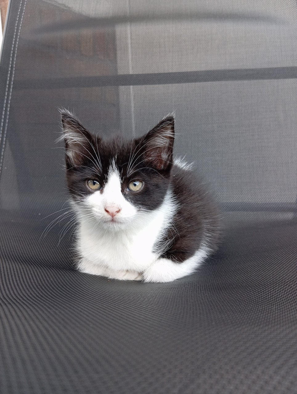 Lief vrouwtjes kitten