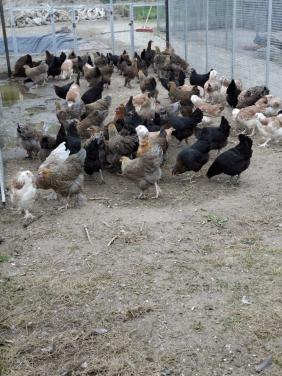 Openingstijden tijdens de feestdagen