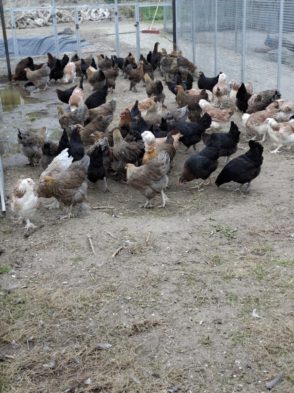 Openingstijden tijdens de feestdagen