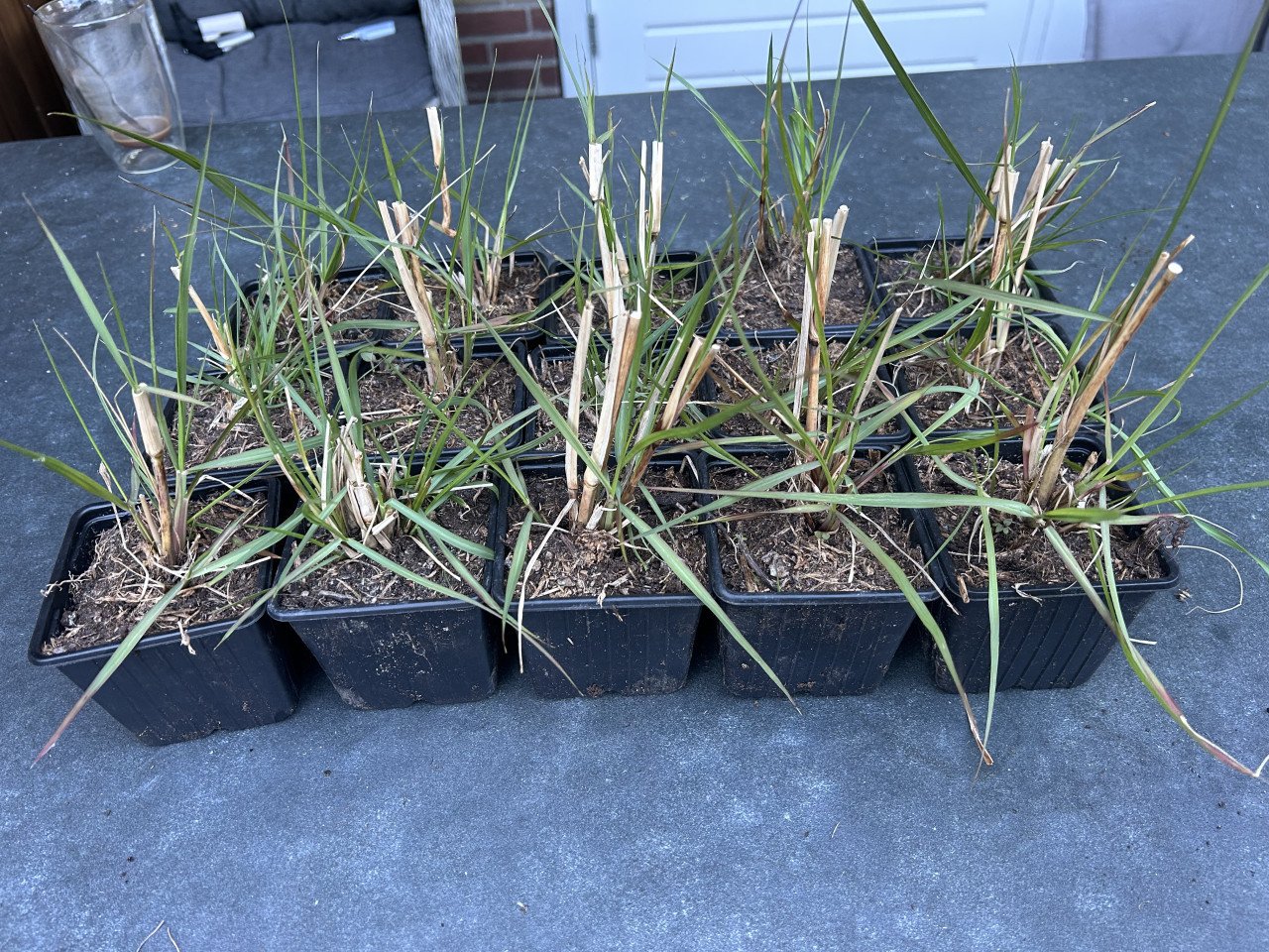 Lampepoetsergras Pennisetum alopecuroides 'Hameln'