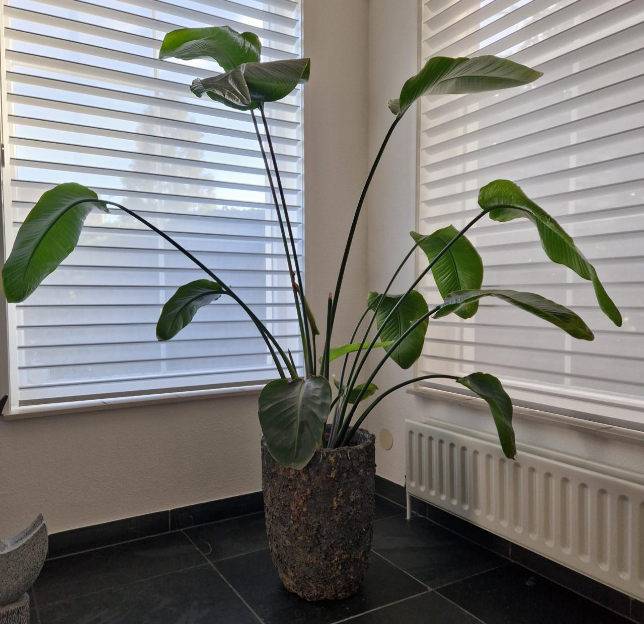 Paradijsvogel plant inclusief luxe stenen pot 1.80cm