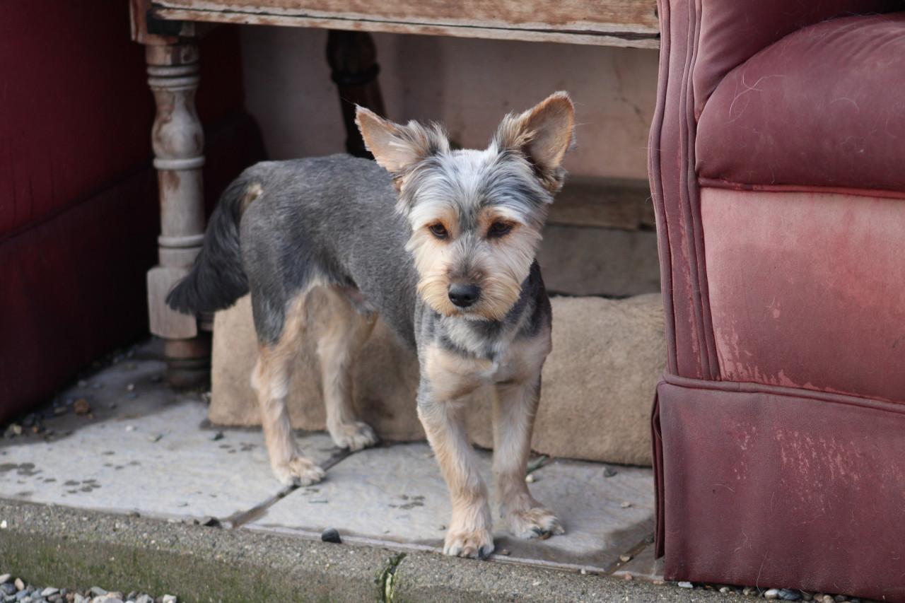 Alora Dog Rescue: Donny, deze lieverd zoekt een baasje