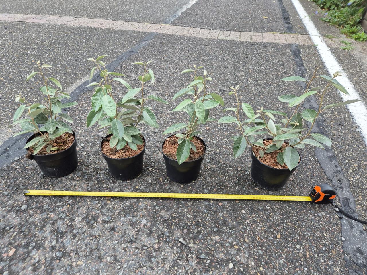 Olijfwilg haagplanten potgekweekt ca. 30 cm