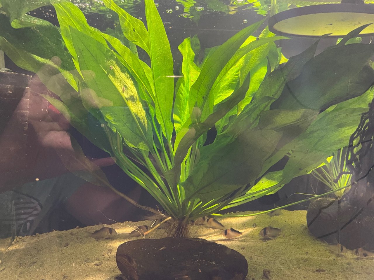 Echinodorus Bleheri