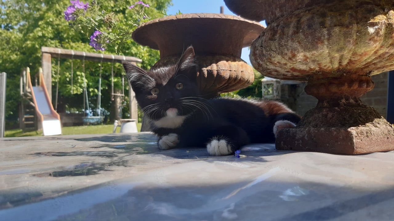 Kittens