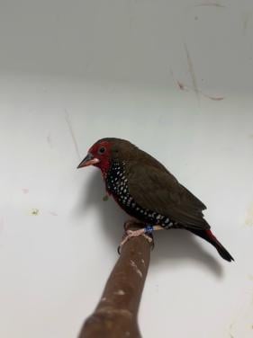 1-1 geschilderde astrilde