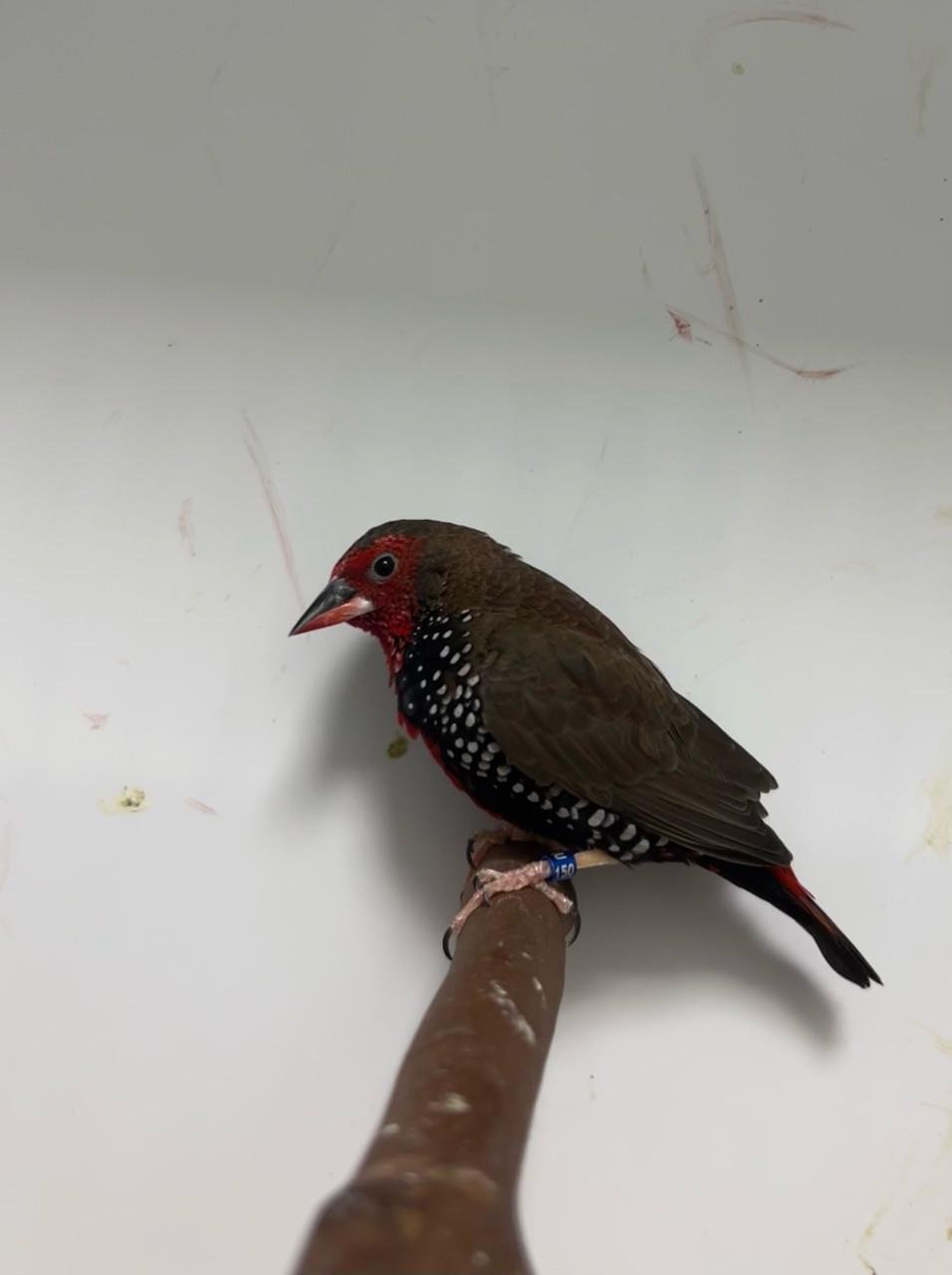 1-1 geschilderde astrilde