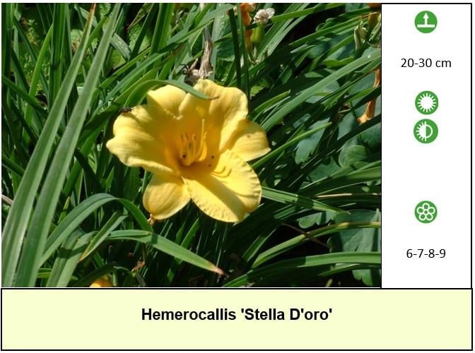 Bijen,- vlinder,- en vaste planten: in ons kraampje slechts € 1,25 p/st.