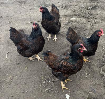 Barnevelder dubbelgezoomd