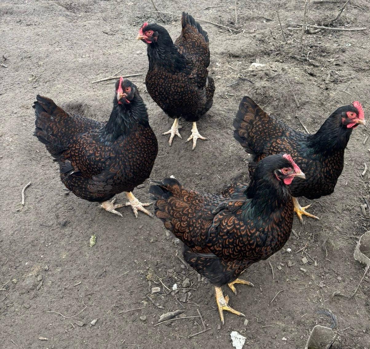 Barnevelder dubbelgezoomd