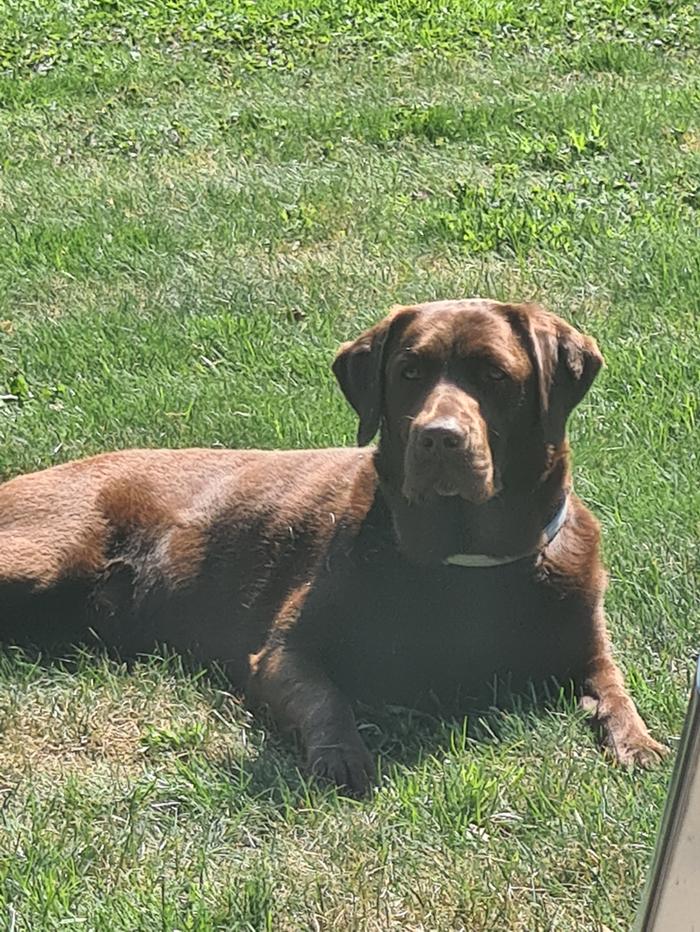 Lief labrador duo zoekt een warm en liefdevol thuis.
