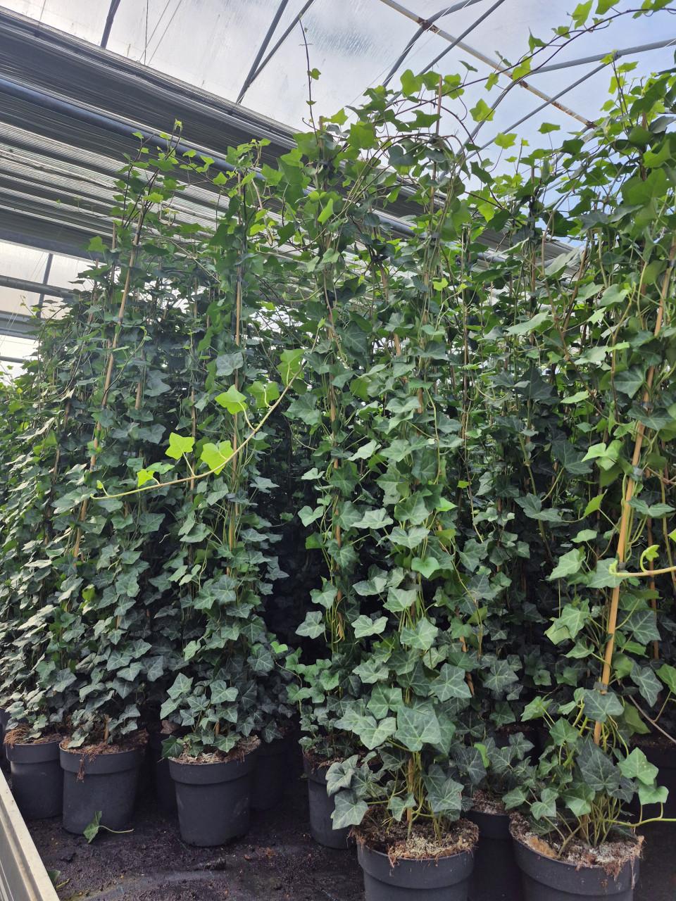 Topkwaliteit Hedera hibernica (klimop) in diverse maten.