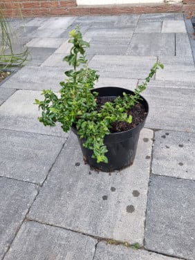 Euonymus