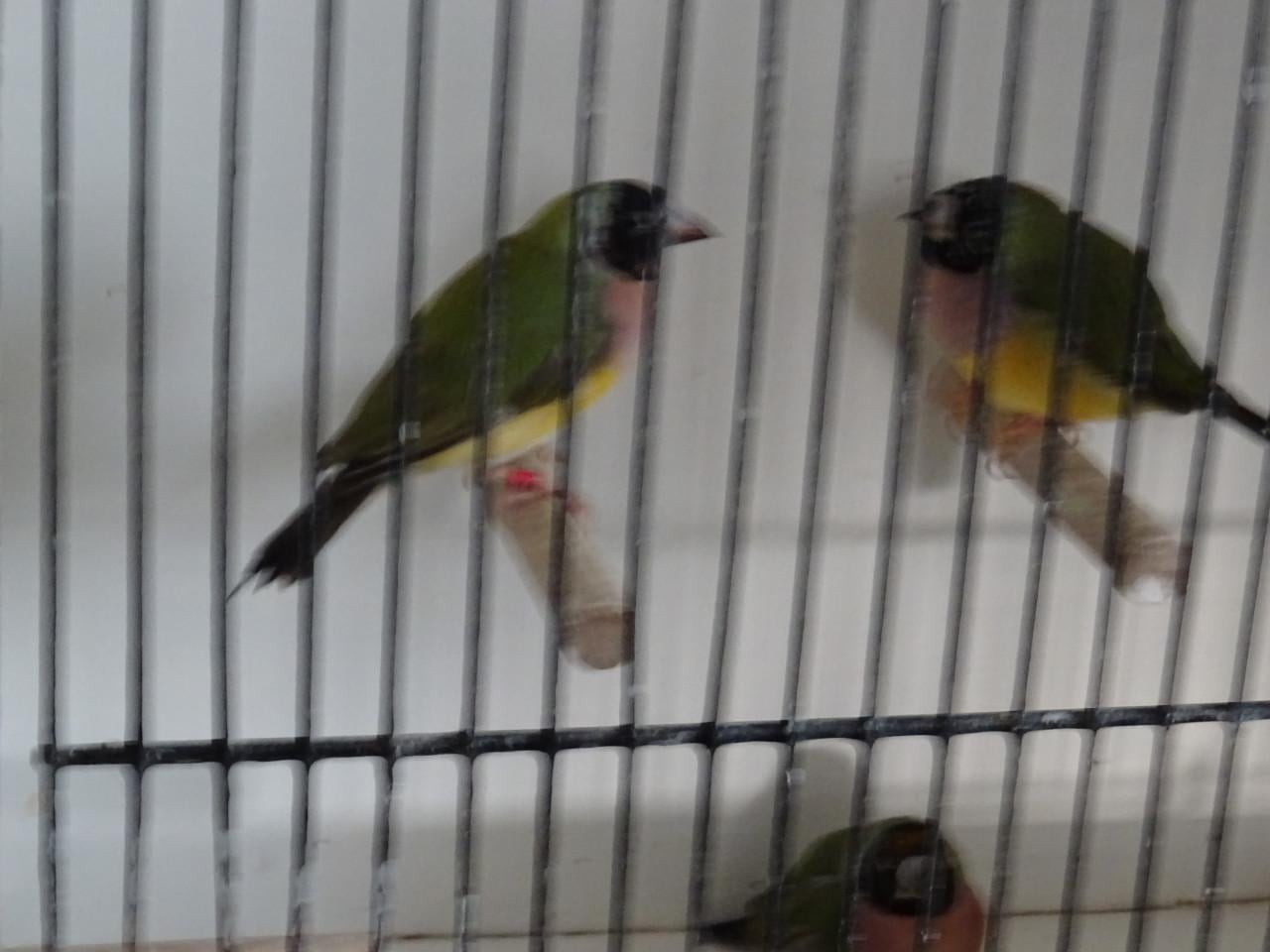 Te koop nog drie koppeltjes Goldsamadines overjarige