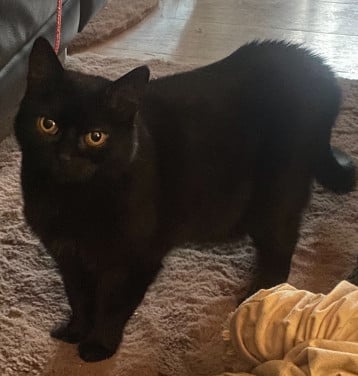 Zwarte poes