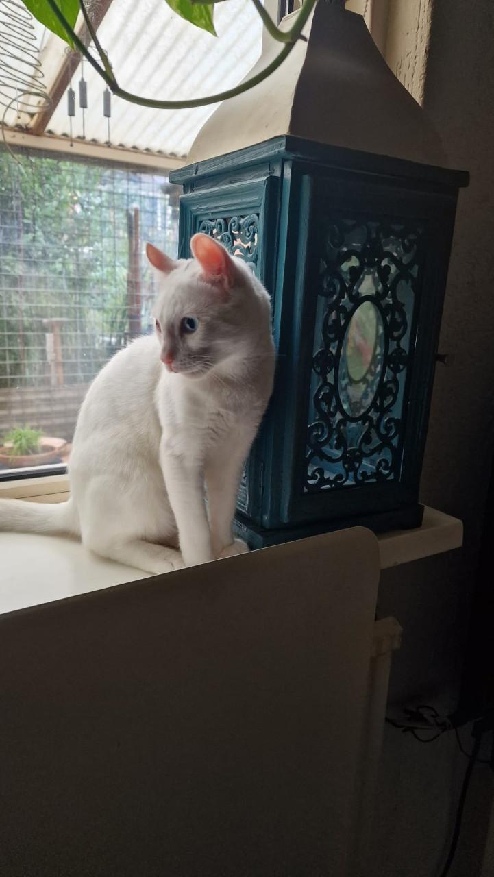 Kitten