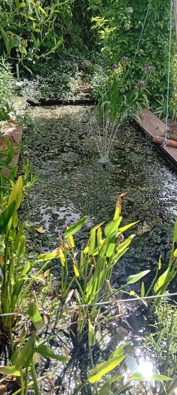 Vijverplanten (Hoornblad e.d.)