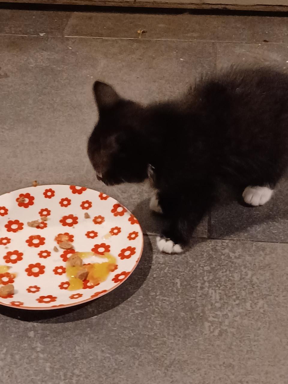 Kittens