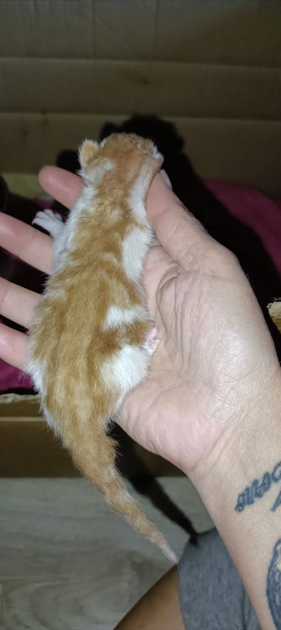 2 kittens