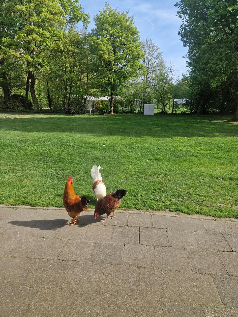 3 hanen gratis af te halen