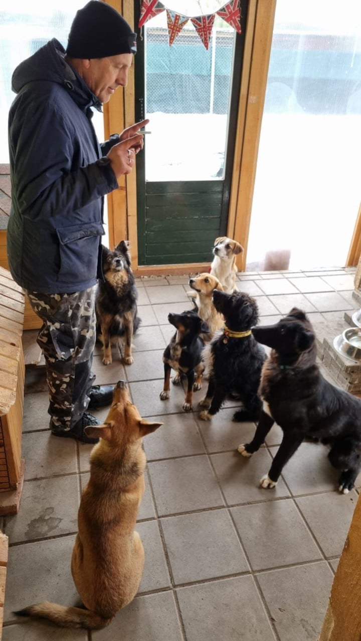 Hond zoekt baasje