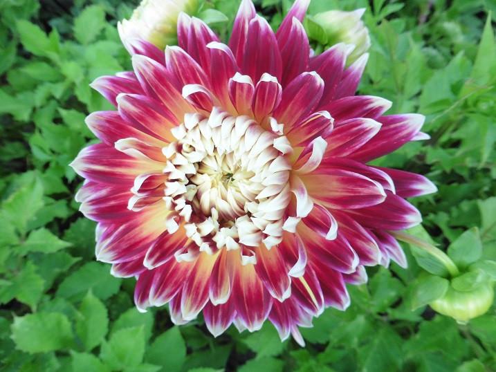 Dahlia's nog in vele soorten en kleuren, prijzen vanaf