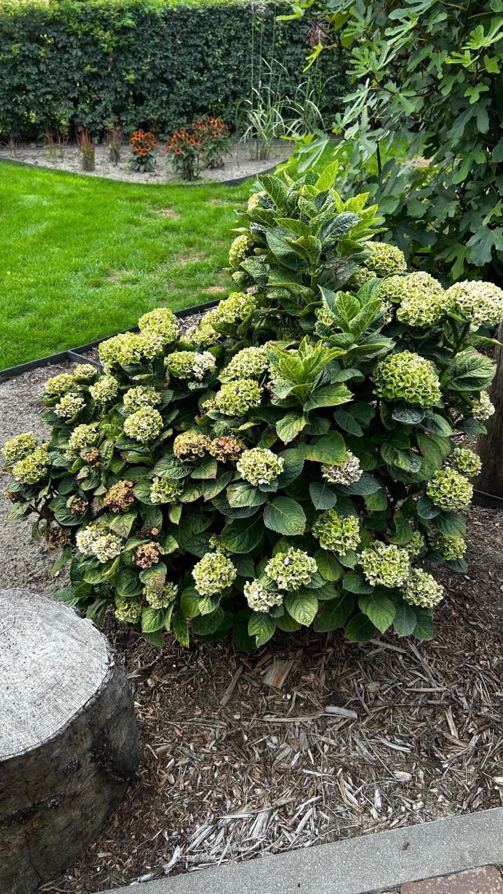 Hortensia struik