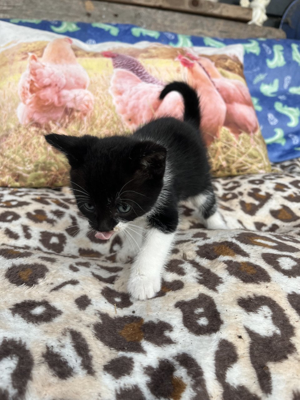 DEZE LIEVE KITTENS ZOEKEN EEN HUISJE