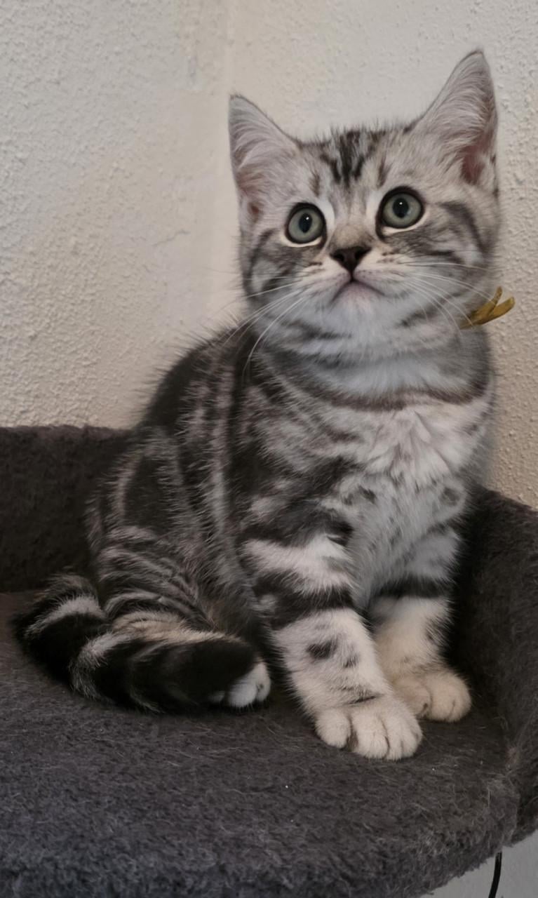 Raszuivere Brits korthaar kittens (Whiskas)