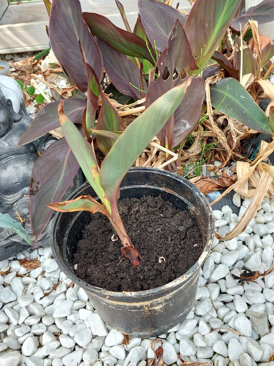 Stek van Canna plant winterhard