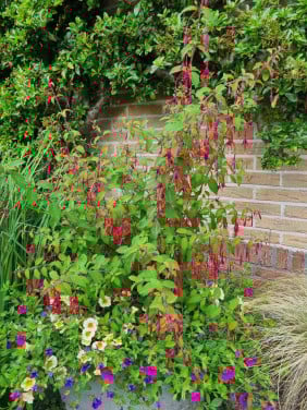 Fuchsias