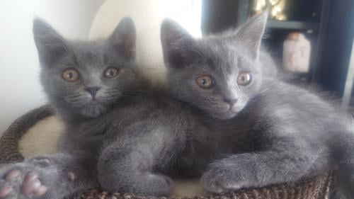 Brits korthaar X kitten Blue solid