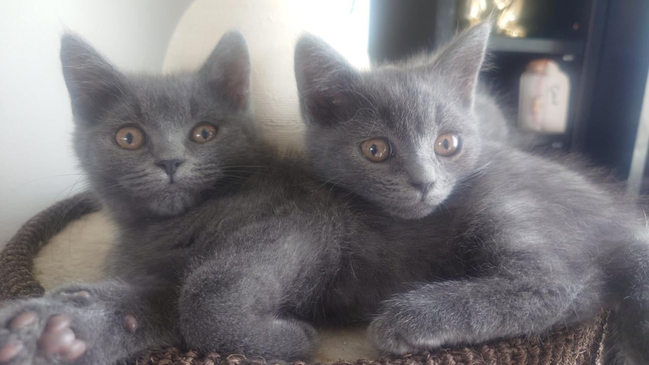 Brits korthaar X kitten Blue solid