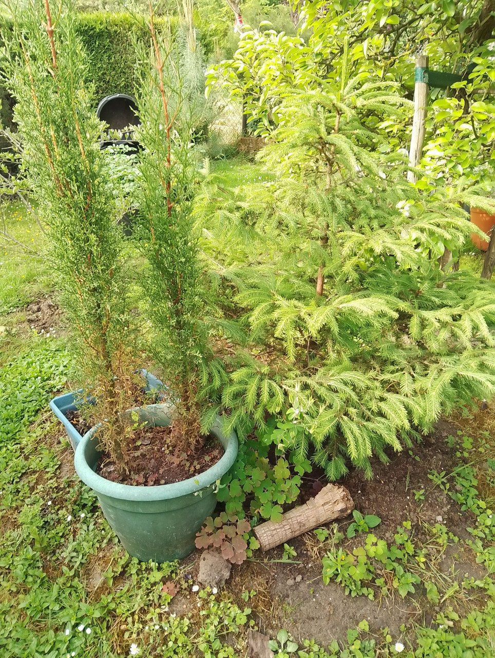 Mooie Fijnspar-GRATIS! en Andijvie-enbloemkool-en wittekoolplantjes