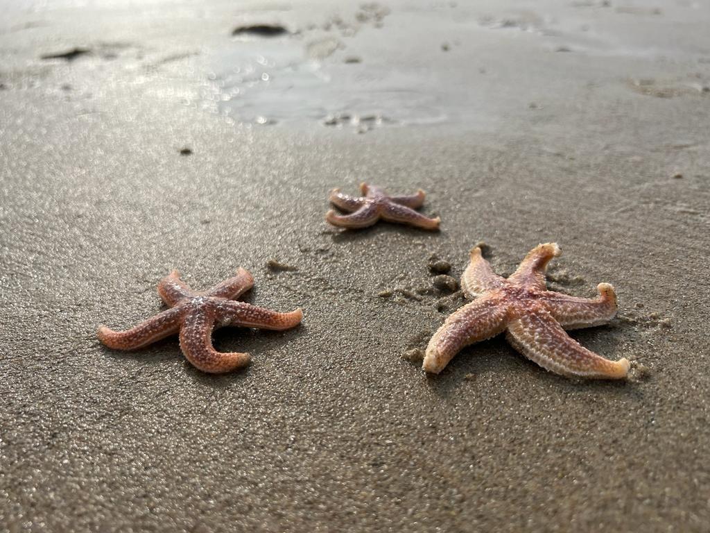 Vakantie op het strand van Dishoek