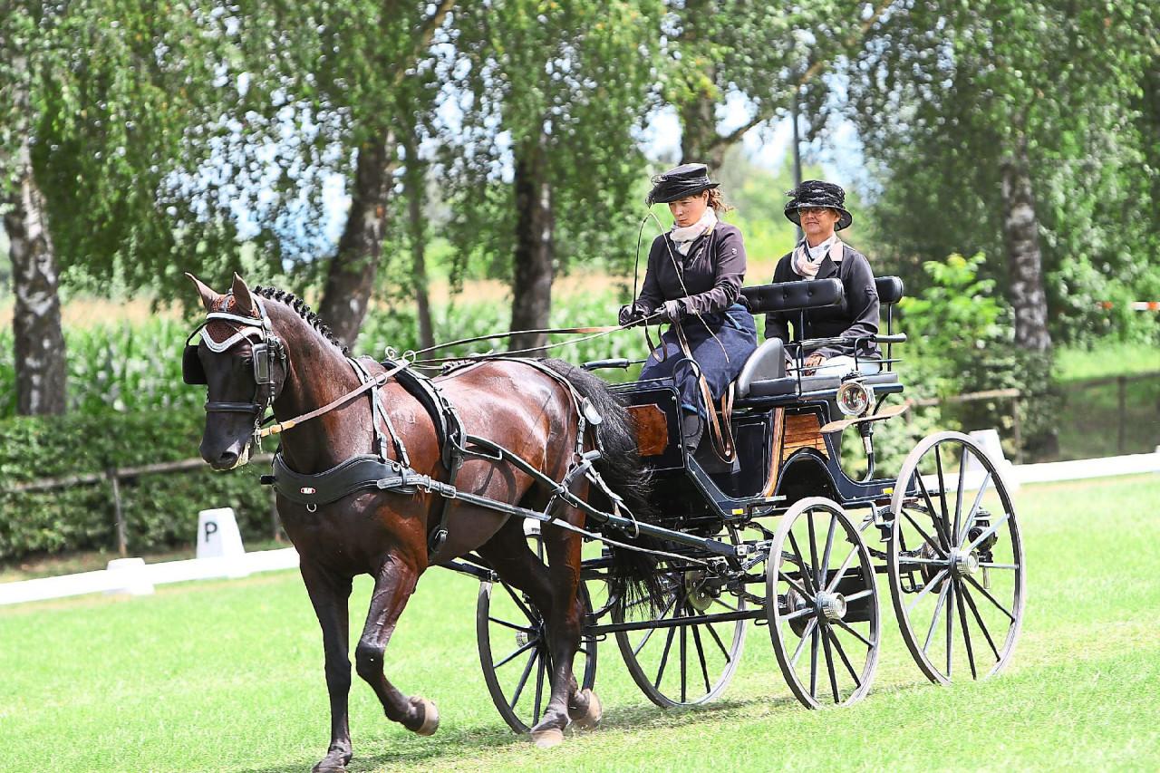 Menbewijs cursus enkelspan paard