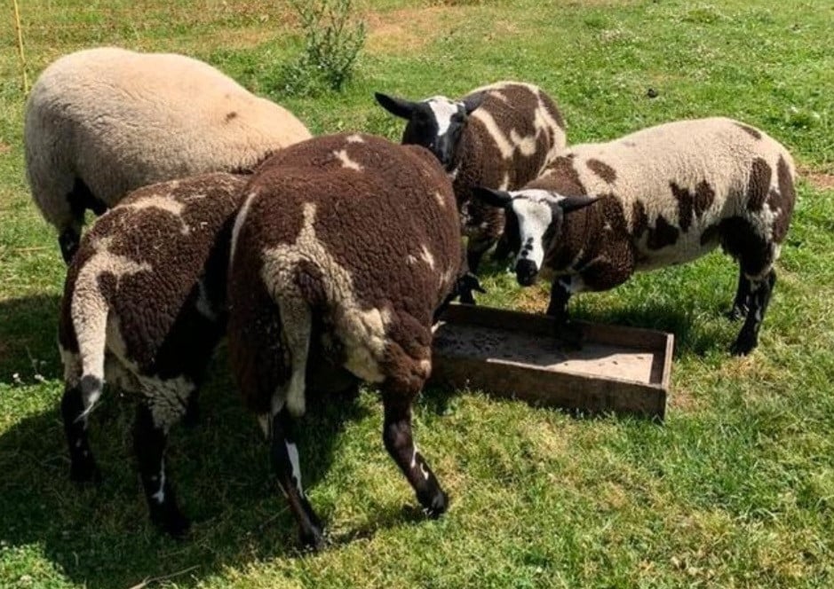 Schapen schaap BONT lam lammeren lammetjes zoeken nieuwe weide