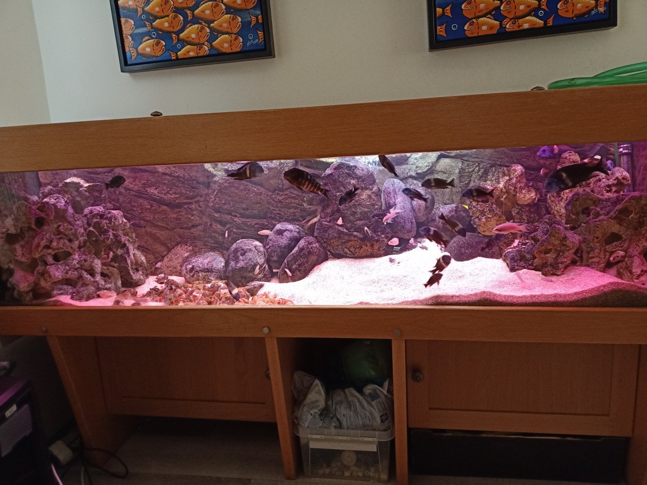 GROOT aquarium