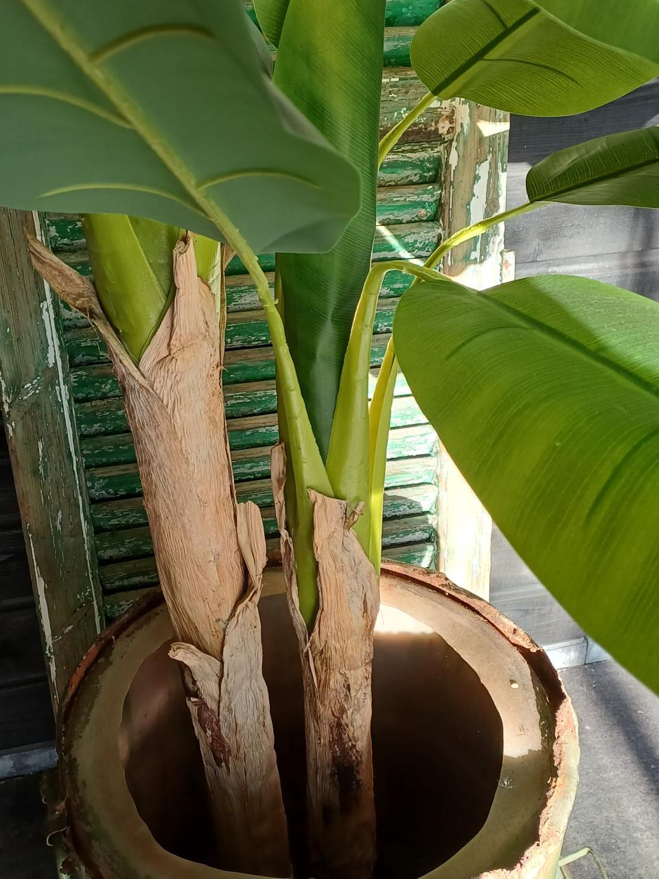 Grote kunst bananenplant