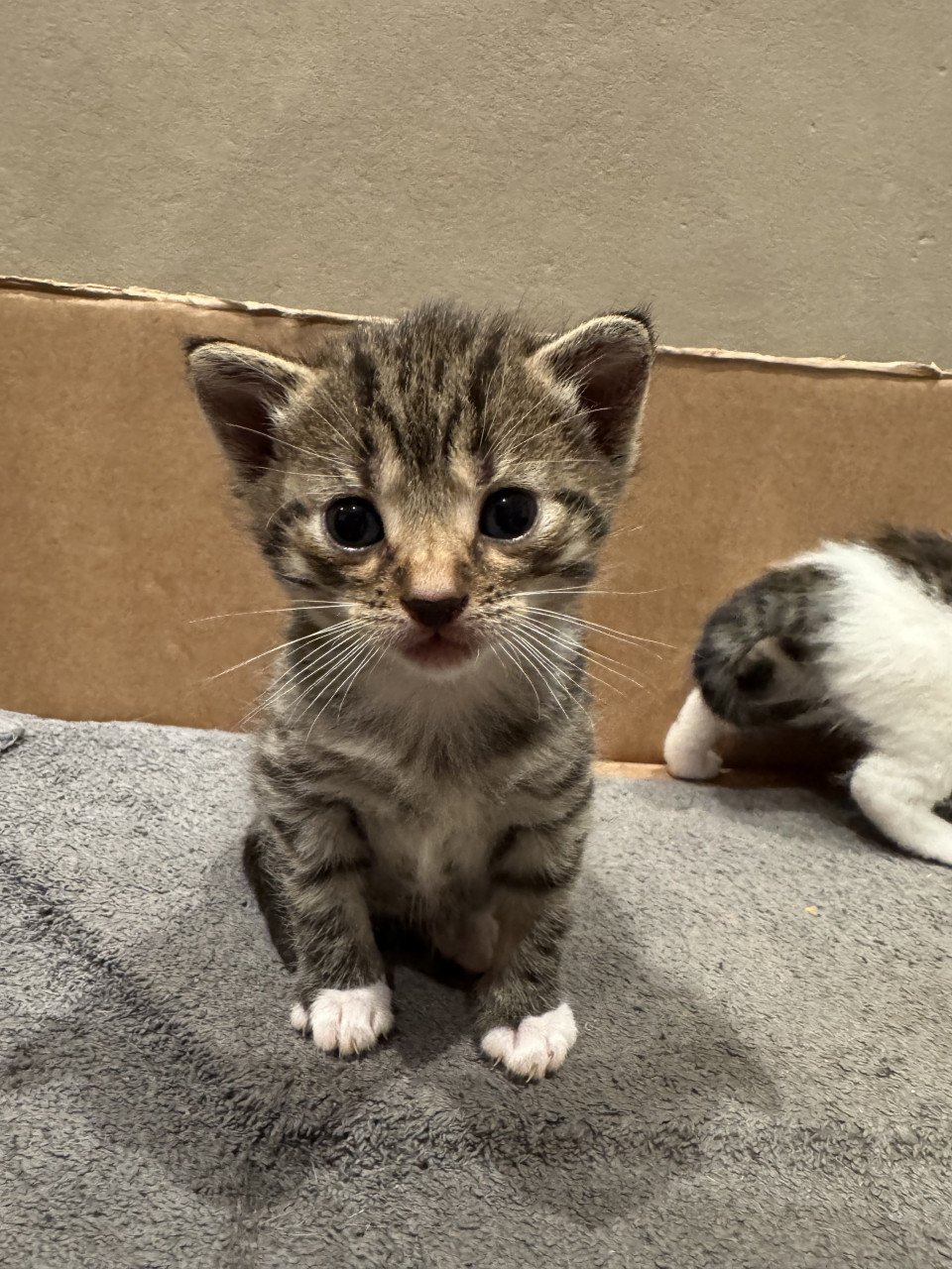 Kittens te koop!
