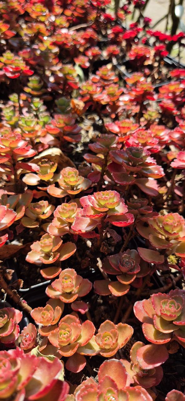 Vetplanten,  Sedum in soorten,