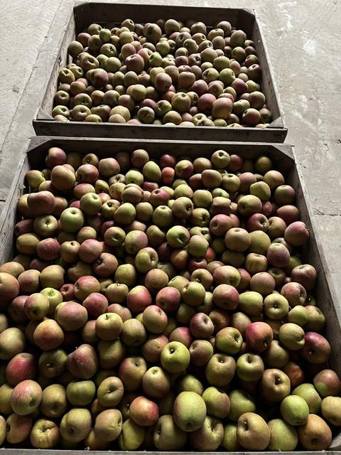 Goudreinette appels te koop