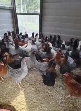 Hennen donkerbruine eieren (marans)