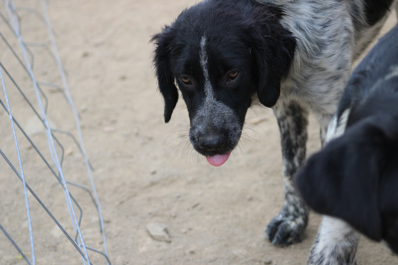 Alora Dog Rescue: Mona, dit lieve meisje zoekt een baasje