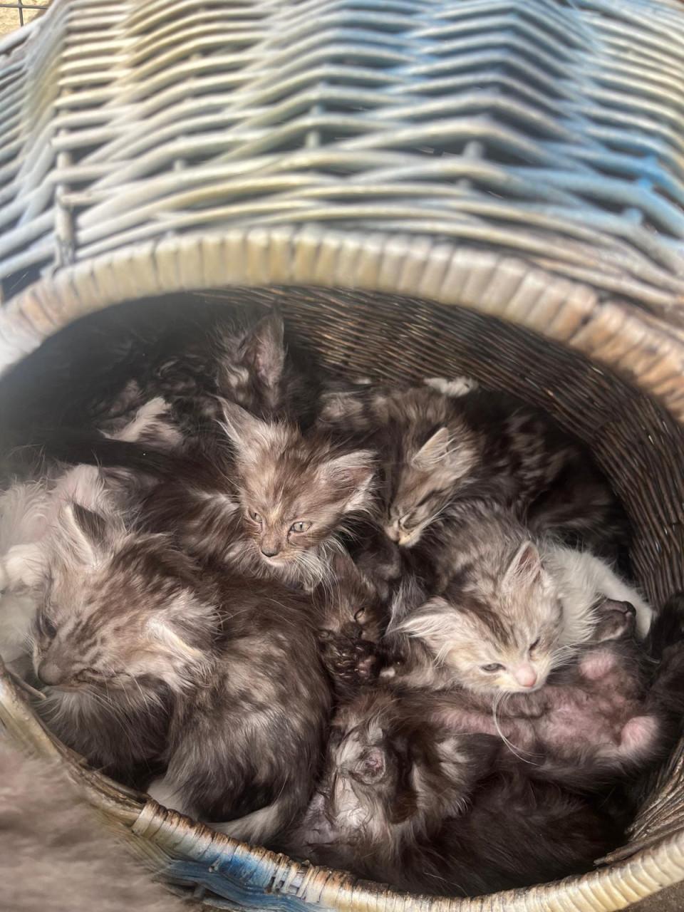 Maincoon kittens