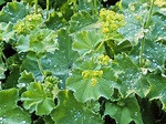 Vrouwenmantel, vaste planten