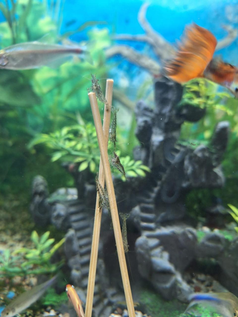 Garnalen ( wildkleur)