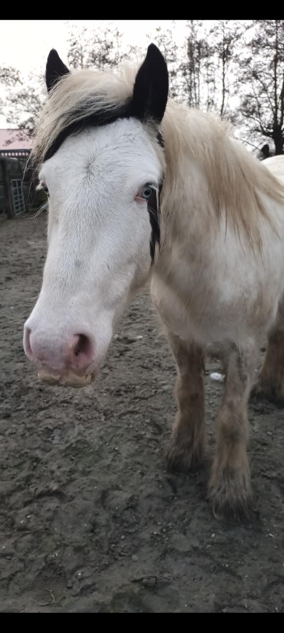 Tinker ruin 5 jaar 1,44 zadelmak