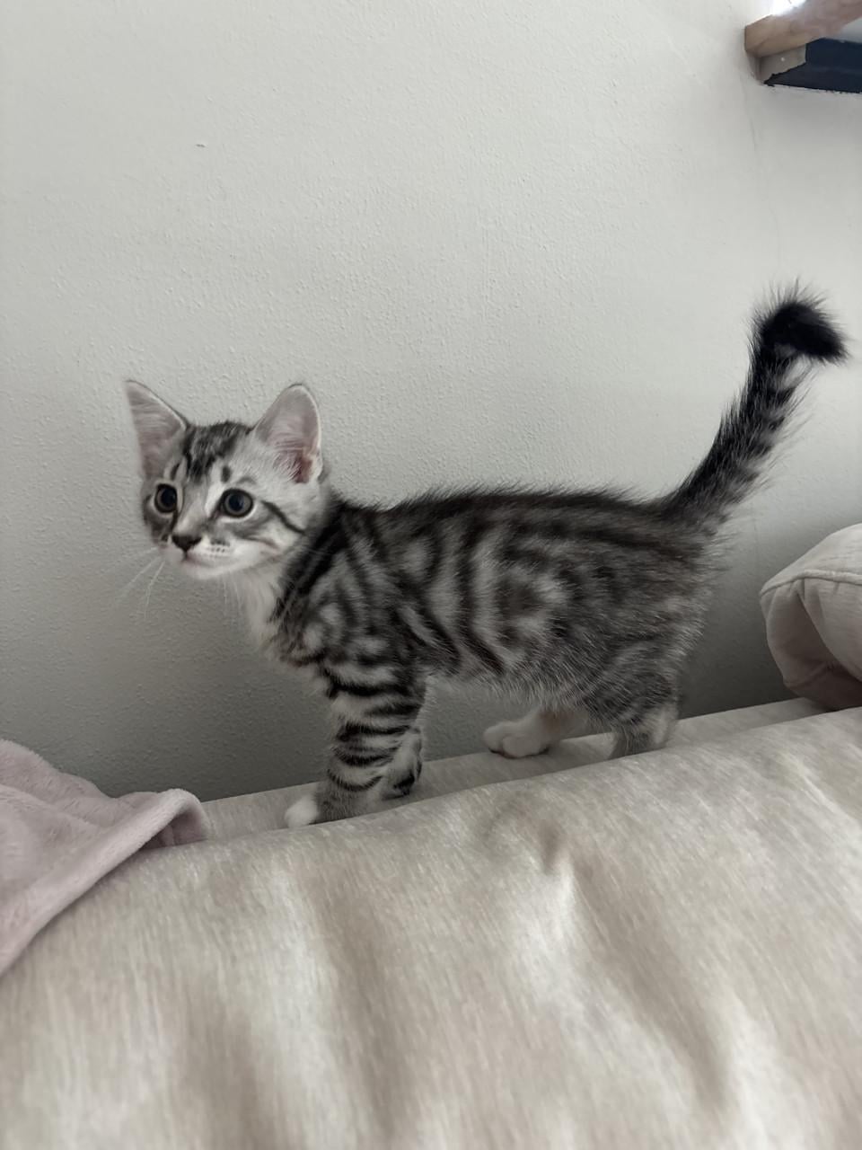 3 lieve kittens