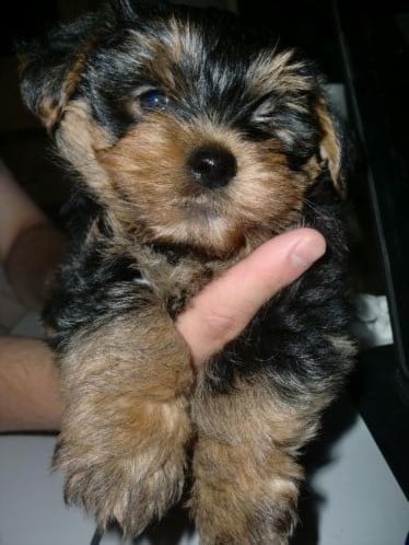 Pup teefje Yorkshire Terrier ruim 8 weken oud mag nu weg